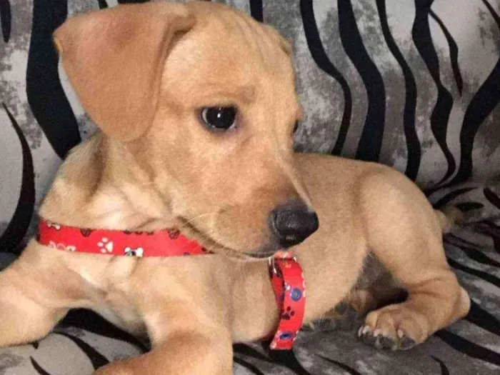 Cachorro ra a Vira lata idade 2 a 6 meses nome Scooby