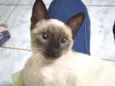 Cleópatra