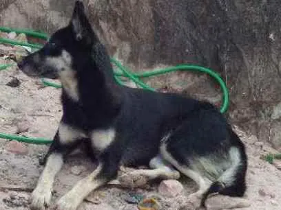 Cachorro raça Husky siberiano idade 4 anos nome Jacira 