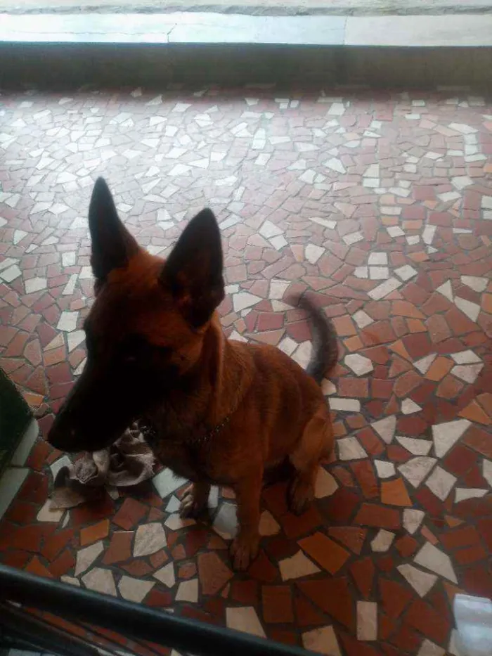 Cachorro ra a Pastor belga idade 2 a 6 meses nome Aquiles