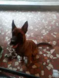 Aquiles