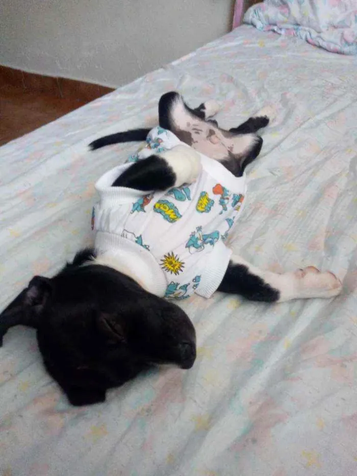Cachorro ra a Indefinida idade 2 a 6 meses nome Fred