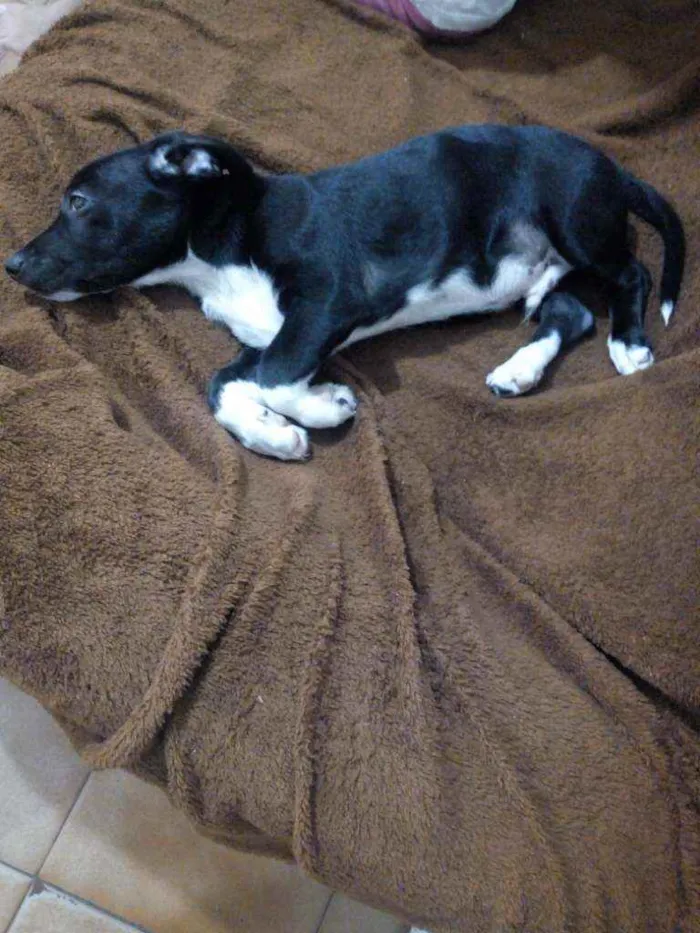 Cachorro ra a Indefinida idade 2 a 6 meses nome Fred