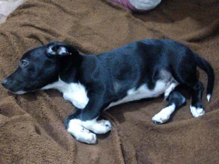 Cachorro ra a Indefinida idade 2 a 6 meses nome Fred
