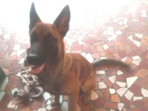 Cachorro raça Pastor belga idade 2 a 6 meses nome Aquiles