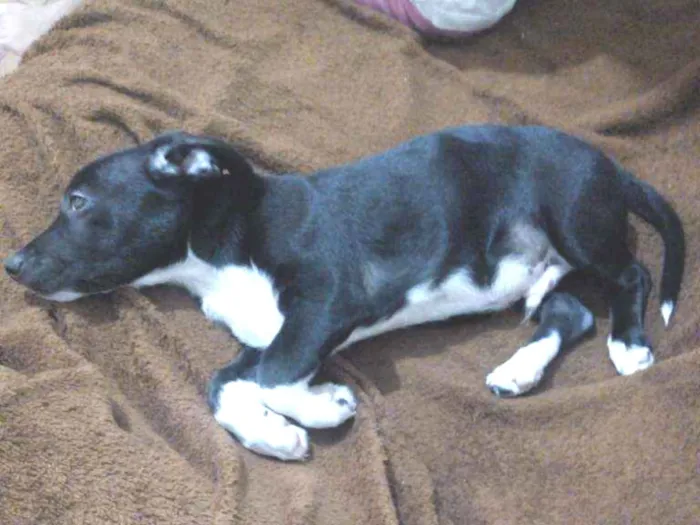 Cachorro ra a Indefinida idade 2 a 6 meses nome Fred