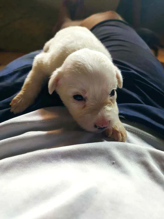 Cachorro ra a Poodle  idade Abaixo de 2 meses nome branquinha, Daniel