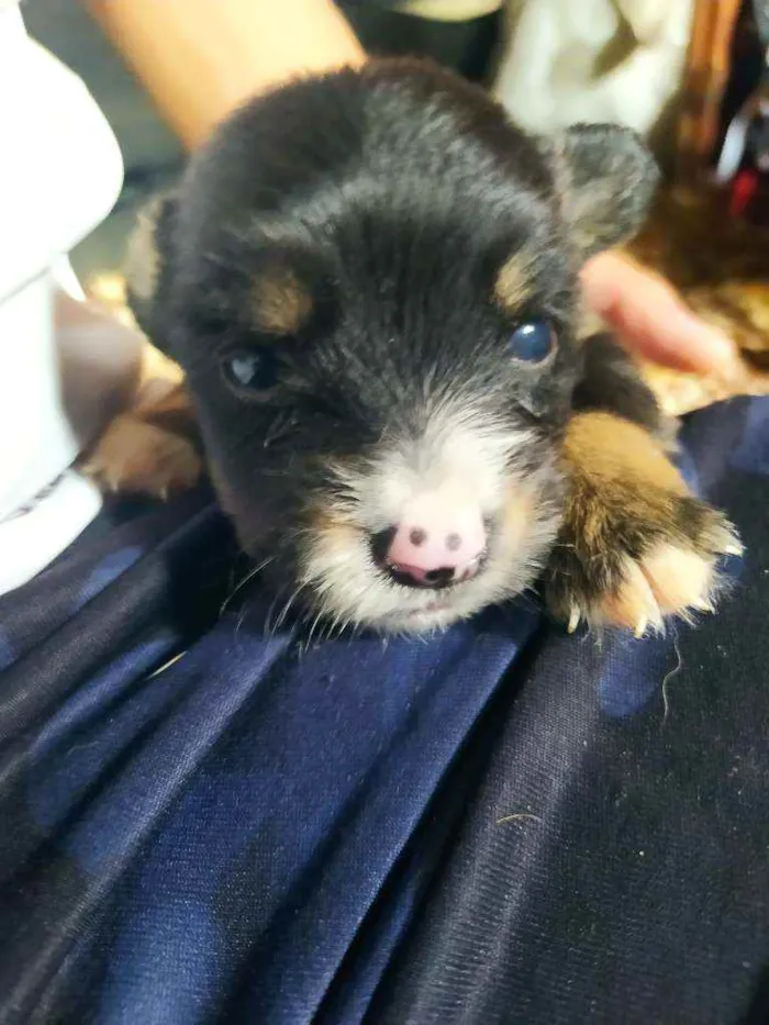 Cachorro ra a Poodle  idade Abaixo de 2 meses nome branquinha, Daniel