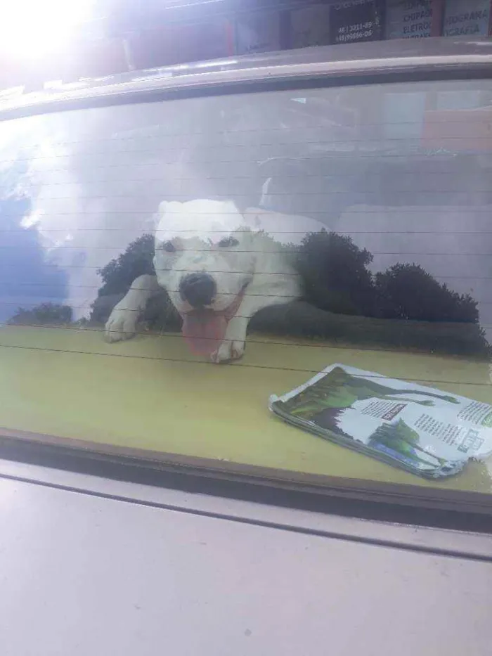 Cachorro ra a pitbull idade 2 anos nome zoe e zeus