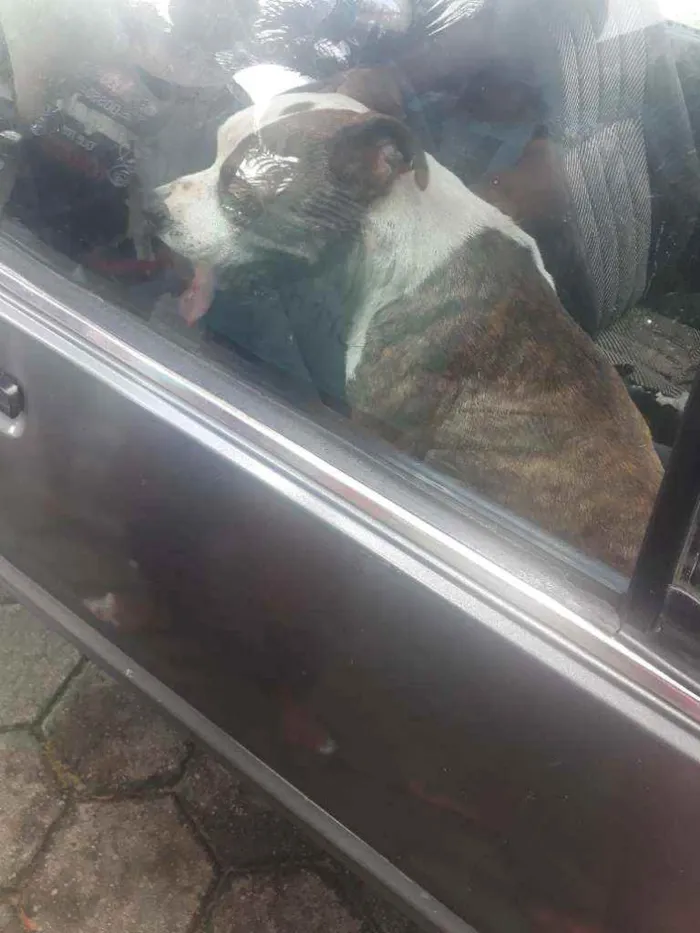 Cachorro ra a pitbull idade 2 anos nome zoe e zeus