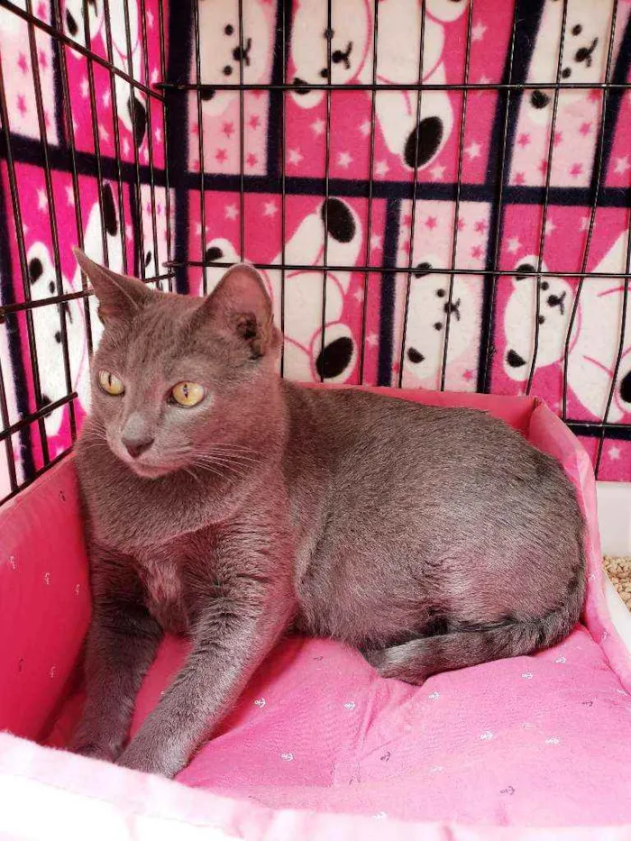 Gato raça Srd  idade 1 ano nome Brigite