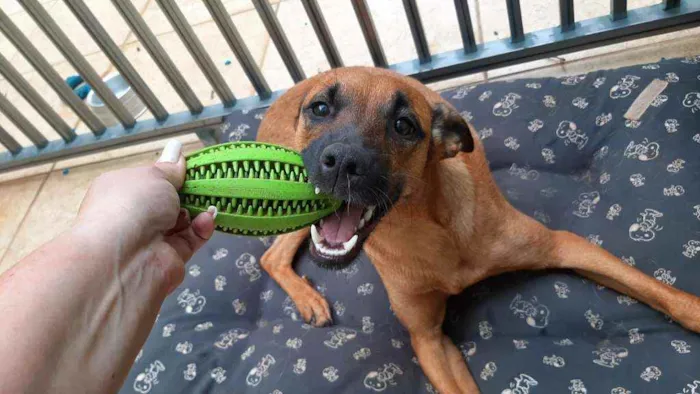 Cachorro ra a Srd idade 1 ano nome ESSA É MINHA CHANCE!