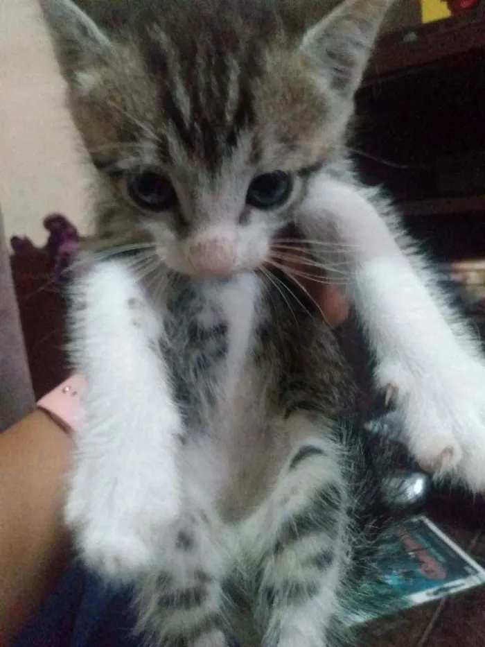 Gato ra a ... idade Abaixo de 2 meses nome Sem nome 