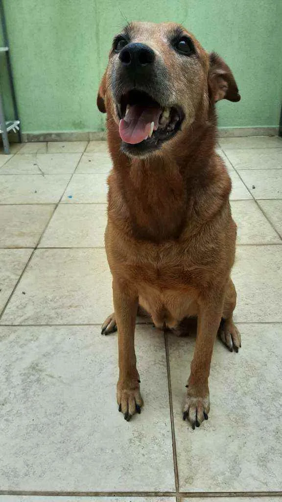 Cachorro ra a Srd idade 5 anos nome DESTINO!