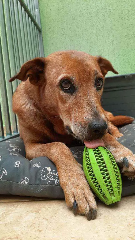 Cachorro ra a Srd idade 5 anos nome DESTINO!