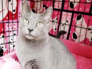 Gato raça Srd  idade 1 ano nome Brigite