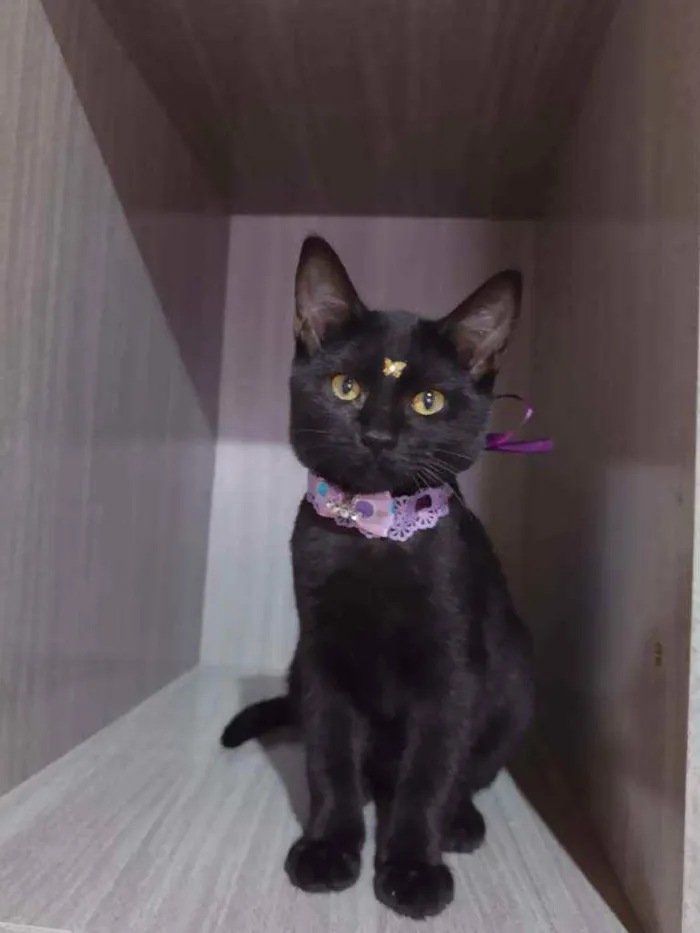 Gato raça SRD  idade 2 a 6 meses nome Zoe 