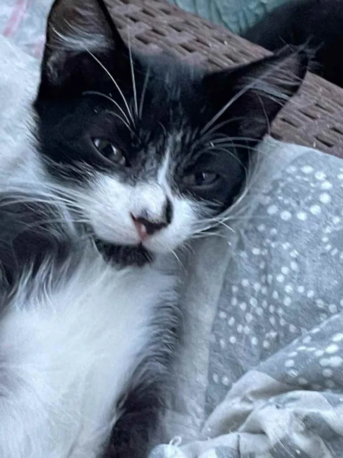 Gato ra a SRN idade Abaixo de 2 meses nome Jhon