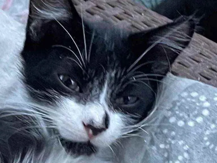 Gato ra a SRN idade Abaixo de 2 meses nome Jhon