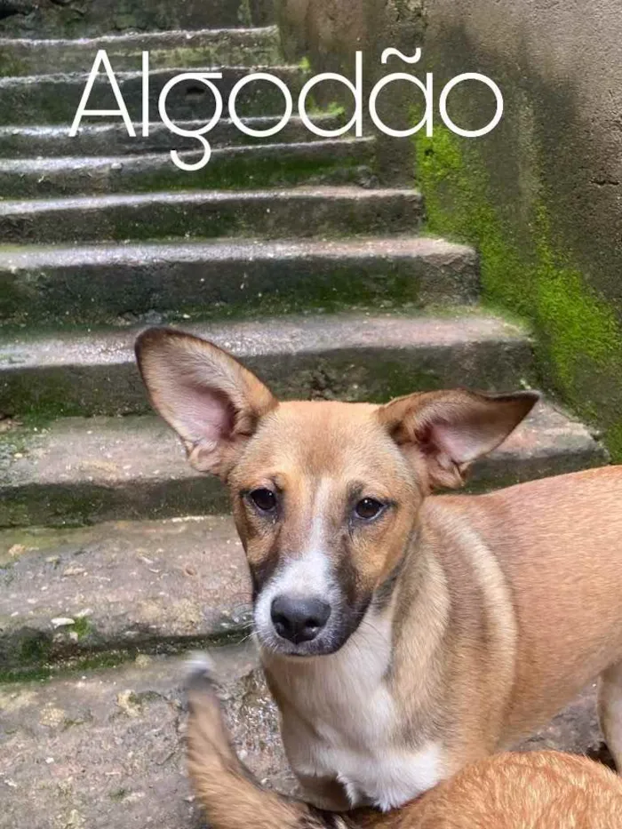 Cachorro ra a Vira-lata  idade 3 anos nome Algodao (CASTRADAS)