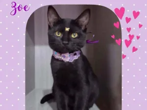 Gato raça SRD  idade 2 a 6 meses nome Zoe 
