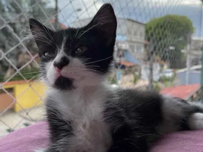 Gato ra a SRN idade Abaixo de 2 meses nome Jhon