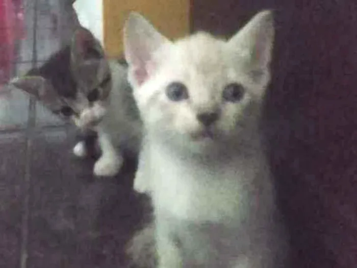 Gato ra a ... idade Abaixo de 2 meses nome Sem nome 