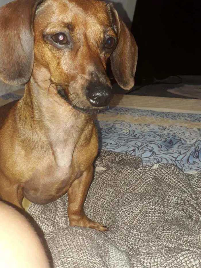 Cachorro ra a Basset ( Salsicha) idade 3 anos nome Anastácia (Nana)