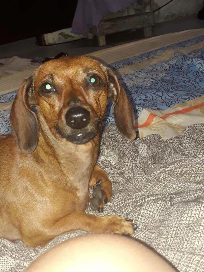 Cachorro ra a Basset ( Salsicha) idade 3 anos nome Anastácia (Nana)