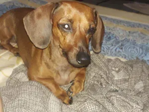 Cachorro raça Basset ( Salsicha) idade 3 anos nome Anastácia (Nana)