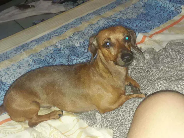 Cachorro ra a Basset ( Salsicha) idade 3 anos nome Anastácia (Nana)