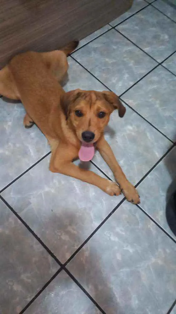 Cachorro raça caramelo vira-lata  idade 2 a 6 meses nome A escolher