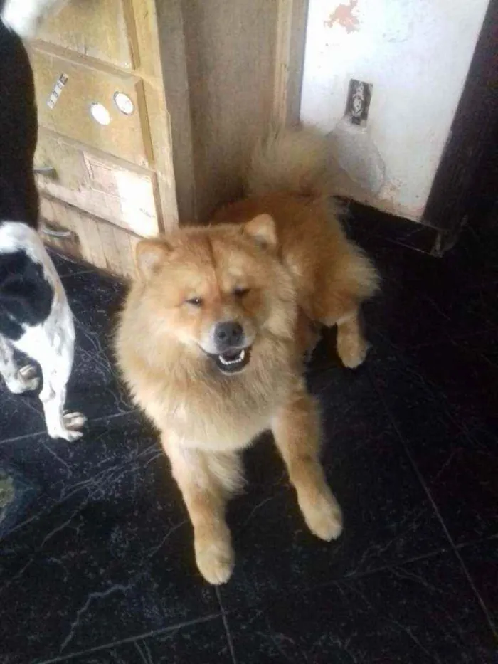 Cachorro ra a Chow-chow idade 2 anos nome Úrsula