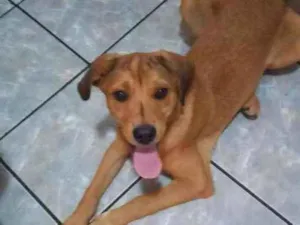 Cachorro raça caramelo vira-lata  idade 2 a 6 meses nome A escolher