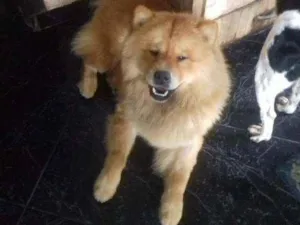 Cachorro raça Chow-chow idade 2 anos nome Úrsula