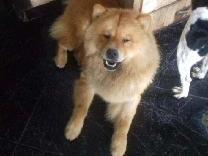 Cachorro ra a Chow-chow idade 2 anos nome Úrsula