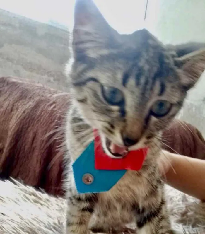 Gato raça Srd  idade 2 a 6 meses nome Tutti bebê lindo 