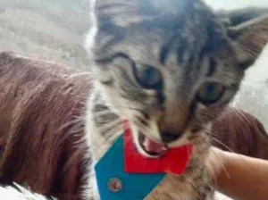 Gato raça Srd  idade 2 a 6 meses nome Tutti bebê lindo 