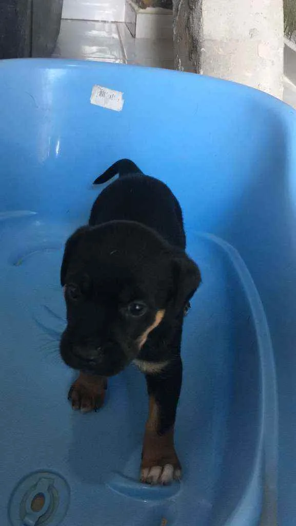 Cachorro raça Srd idade Abaixo de 2 meses nome TEO