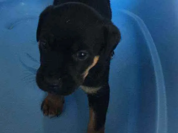 Cachorro raça Srd idade Abaixo de 2 meses nome TEO