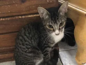 Gato raça Srd idade 2 a 6 meses nome Francisco