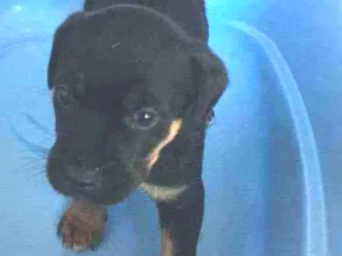 Cachorro raça Srd idade Abaixo de 2 meses nome TEO