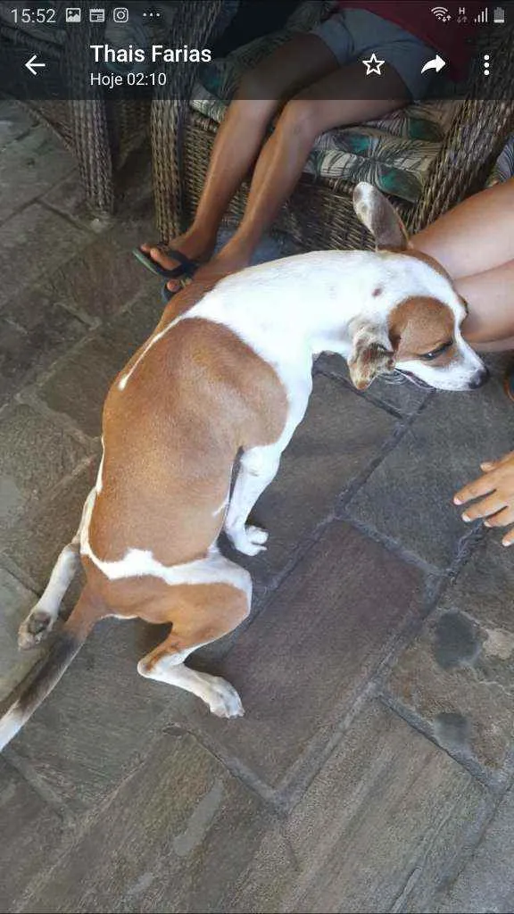 Cachorro ra a SRD idade 1 ano nome Tufão 