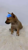 Marlei