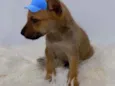 Marlei
