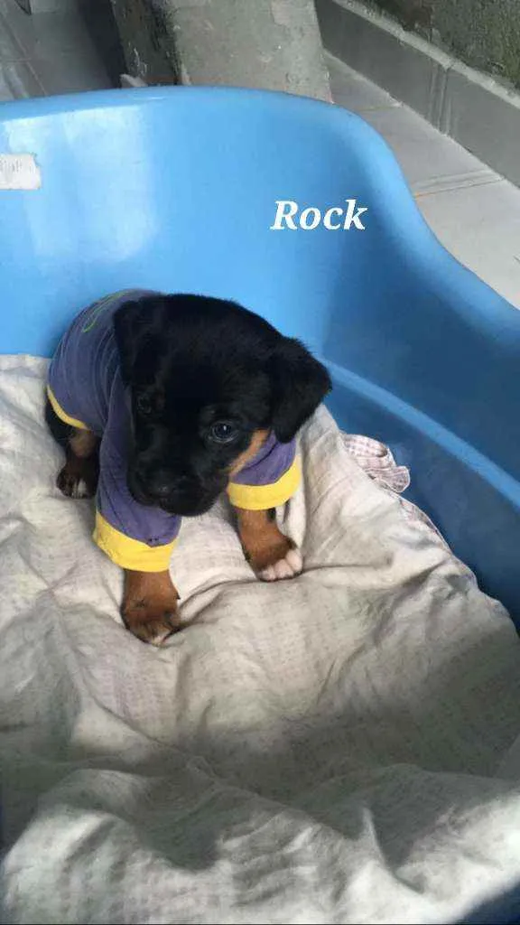 Cachorro raça Srd idade Abaixo de 2 meses nome Rock