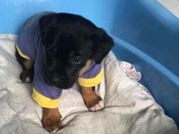 Cachorro raça Srd idade Abaixo de 2 meses nome Rock