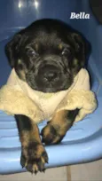Cachorro raça SRD idade Abaixo de 2 meses nome Bella