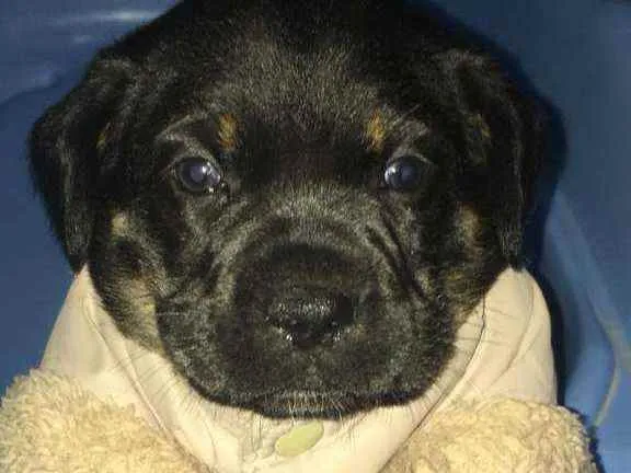 Cachorro raça SRD idade Abaixo de 2 meses nome Bella