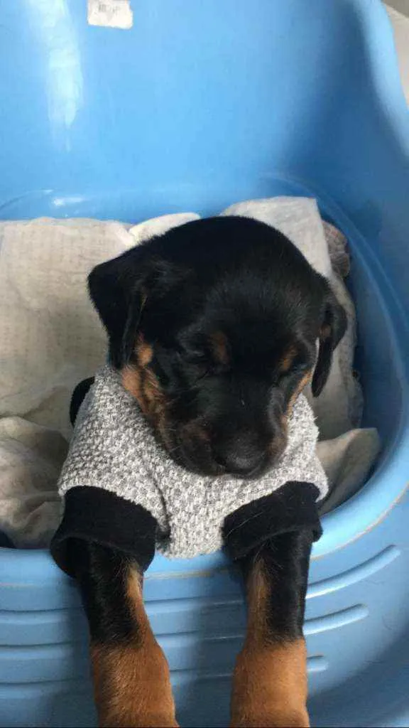 Cachorro raça Srd idade Abaixo de 2 meses nome TEO